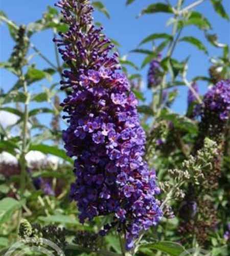Buddleja davidii 'Empire Blue' | Vlinderstruik