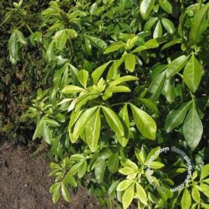 Choisya ternata | Mexicaanse oranjebloesem of Choisya