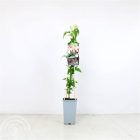 Jasmijn | Jasminum 'Stephanense' | In pot 2L | Hoogte 70cm Jasmijn | Jasminum 'Stephanense'