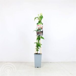 Jasmijn | Jasminum 'Stephanense'