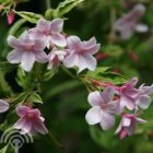 Jasmijn | Jasminum 'Stephanense' | In pot 2L | Hoogte 70cm Jasmijn | Jasminum 'Stephanense' bloem