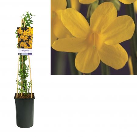 Jasminum-nudiflorum 45x45 Winterjasmijn | Jasminum nudiflorum