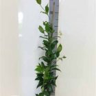 Toscaanse jasmijn | Sterjasmijn| Trachelospermum jasminoides