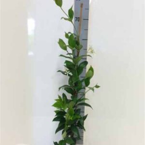 Toscaanse jasmijn | Sterjasmijn| Trachelospermum jasminoides