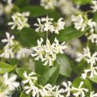 Toscaanse jasmijn - Sterjasmijn | Trachelospermum jasminoides | In pot | Hoogte 75cm Toscaanse jasmijn | Sterjasmijn| Trachelospermum jasminoides bloem