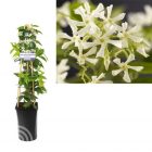 Toscaanse jasmijn - Sterjasmijn | Trachelospermum jasminoides | In pot | Hoogte 75cm Toscaanse jasmijn | Sterjasmijn| Trachelospermum jasminoides