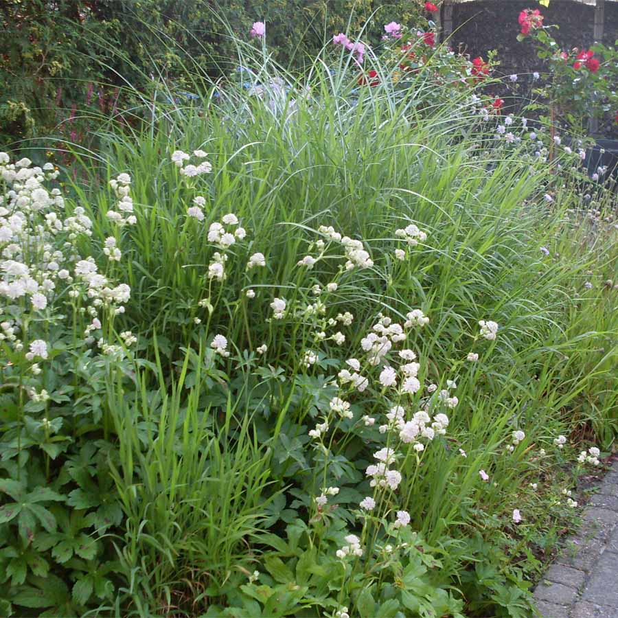 Feedback op plantenlijst svg+xml;charset=utf