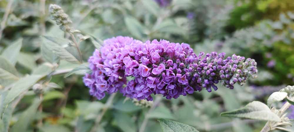 Planten die goed tegen droogte en zon kunnen Planten die goed tegen droogte en zon kunnen