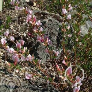 Chamaecytisus purpureus | Purperen brem