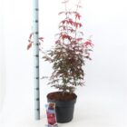 Japanse esdoorn | Acer palmatum 'Atropurpureum'
