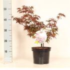 Japanse esdoorn | Acer palmatum 'Atropurpureum'
