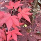 Japanse esdoorn | Acer palmatum ‘Atropurpureum’ | In pot 5L | Hoogte 60-80cm Japanse esdoorn | Acer palmatum 'Atropurpureum'