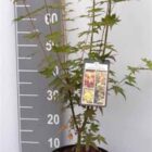 Japanse esdoorn | Acer palmatum 'Orange Dream' | In pot 10L | Hoogte 60-80cm Japanse esdoorn | Acer palmatum 'Orange Dream'