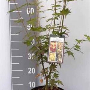 Japanse esdoorn | Acer palmatum 'Orange Dream'