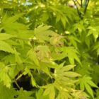 Japanse esdoorn | Acer palmatum 'Orange Dream' | In pot 10L | Hoogte 60-80cm Japanse esdoorn | Acer palmatum 'Orange Dream'