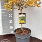 Esdoorn | Acer shirasawanum 'Aureum'