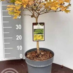 Esdoorn | Acer shirasawanum 'Aureum'