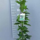 Mini-kiwi (zeflbestuivend) | Actinidia arguta 'Issai'