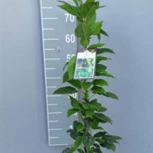 Mini-kiwi (zeflbestuivend) | Actinidia arguta 'Issai'