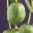 Mini-kiwi (zeflbestuivend) | Actinidia arguta 'Issai'