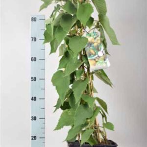 Kiwi (zeflbestuivend) | Kiwi | Actinidia deliciosa 'Jenny'