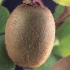 Kiwi (zeflbestuivend) | Kiwi | Actinidia deliciosa 'Jenny'