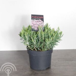 Lavendelheide | Andromeda polifolia 'Compacta'