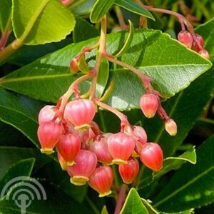 Aardbeiboom | Arbutus unedo