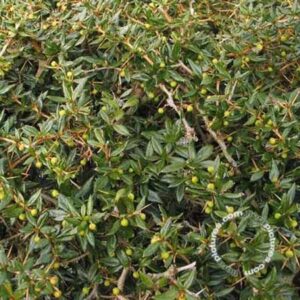 Berberis | Berberis frikartii 'Amstelveen'