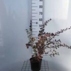 Zuurbes | Berberis ottawensis 'Superba' | In pot 3L | Hoogte 40-60cm Zuurbes | Berberis ottawensis 'Superba'