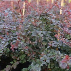 Zuurbes | Berberis ott. 'Superba' (C3      50-60 CM)
