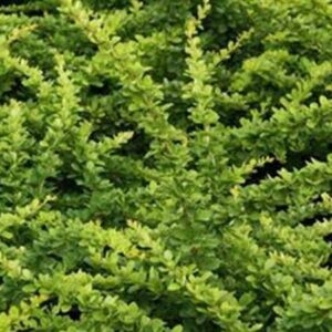 Japanse zuurbes | Berberis thunbergii 'Green Carpet'