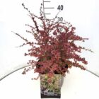 Japanse zuurbes | Berberis thunbergii 'Harlequin' | In pot 3L | Hoogte 30-40cm Japanse zuurbes | Berberis thunbergii 'Harlequin'