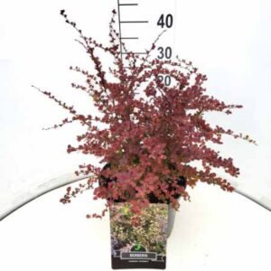 Japanse zuurbes | Berberis thunbergii 'Harlequin'