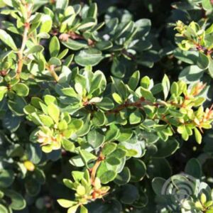 Japanse zuurbes | Berberis thunbergii 'Kobold'
