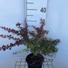 Japanse berberis | Berberis thunbergii 'Rose Glow' | In pot 3L | Hoogte 30-40cm Japanse berberis | Berberis thunbergii 'Rose Glow'