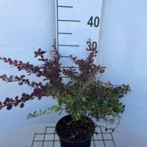 Japanse berberis | Berberis thunbergii 'Rose Glow'