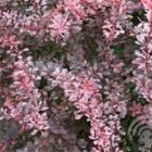 Japanse berberis | Berberis thunbergii 'Rose Glow' | In pot 3L | Hoogte 30-40cm Berberis thunbergii Rose Glow blad 6x4 1