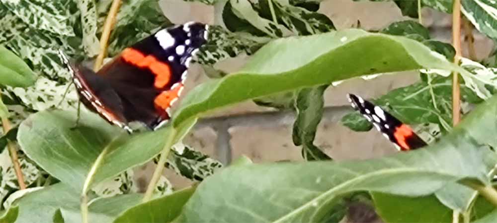 24 struiken die vlinders en insecten aantrekken struiken die vlinders en insecten aantrekken