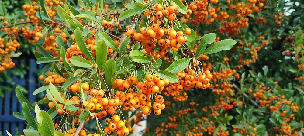 De vuurdoorn brengt leven in je tuin Vuurdoorn | Pyracantha