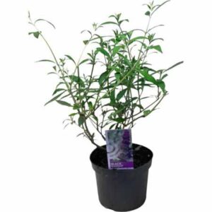 Vlinderstruik | Buddleja davidii 'Black Knight'