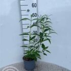 Vlinderstruik | Buddleja davidii 'White Profusion'