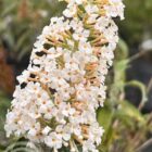 Vlinderstruik | Buddleja davidii 'White Profusion'