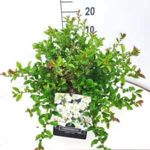 Japanse sierkwee - Dwergkwee | Chaenomeles superba 'Jet Trail'