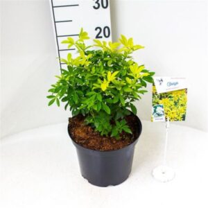 Choisya | Choisya ternata 'Sundance'