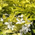 Choisya | Choisya ternata 'Sundance'