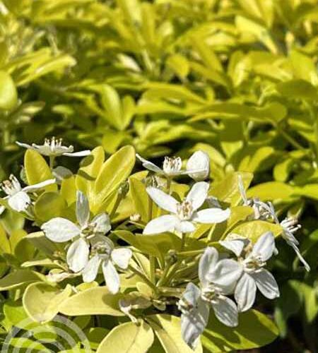 Choisya | Choisya ternata 'Sundance'