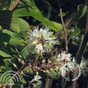 Schijnels | Clethra alnifolia