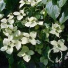 Japanse kornoelje | Cornus kousa 'China Girl'