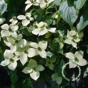 Japanse kornoelje | Cornus kousa 'China Girl'